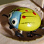 bug